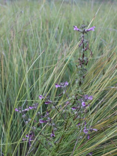 Pedicularis karoi, photographed by Юлия