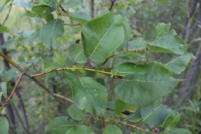 Salix pyrolifolia, photographed by Юлия