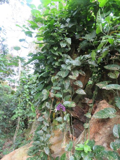 Solanum uncinellum, photographed by Vincent A. Vos