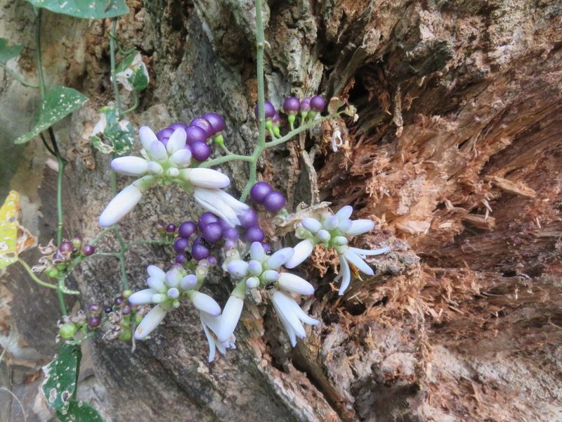 Solanum uncinellum, photographed by Vincent A. Vos