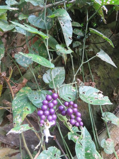 Solanum uncinellum, photographed by Vincent A. Vos