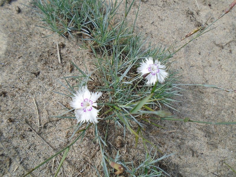Dianthus plumarius, photographed by Logan Burden