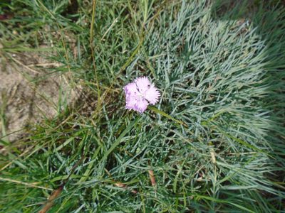 Dianthus plumarius, photographed by Logan Burden