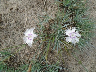Dianthus plumarius, photographed by Logan Burden
