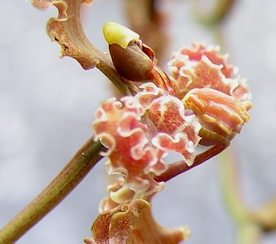 Cyrtochilum methonica, photographed by desertnaturalist