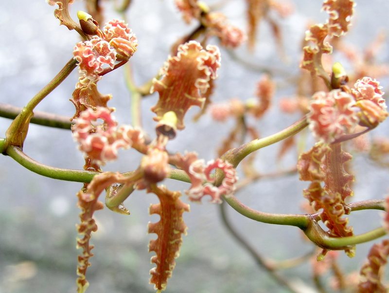 Cyrtochilum methonica, photographed by desertnaturalist