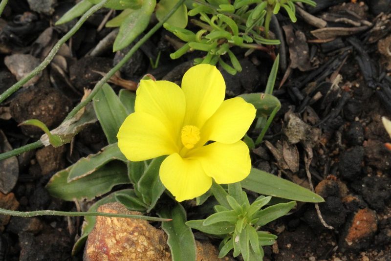 Moraea galaxia, photographed by Cecile Roux