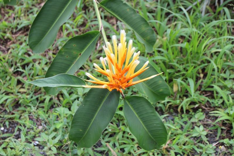 Heliconia longiflora, photographed by Jake Rehage