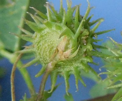 Medicago laciniata, photographed by Charles Stirton