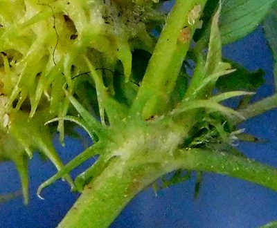Medicago laciniata, photographed by Charles Stirton
