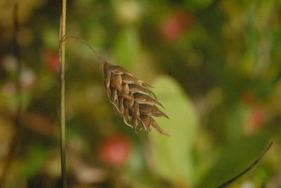 Carex limosa, photographed by Марина Садыкова
