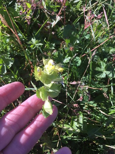 Rhinanthus freynii, photographed by W. Terry Hunefeld