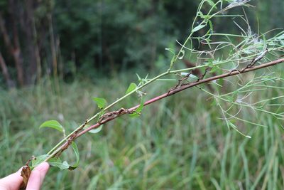 Epilobium pseudorubescens, photographed by Nina Filippova
