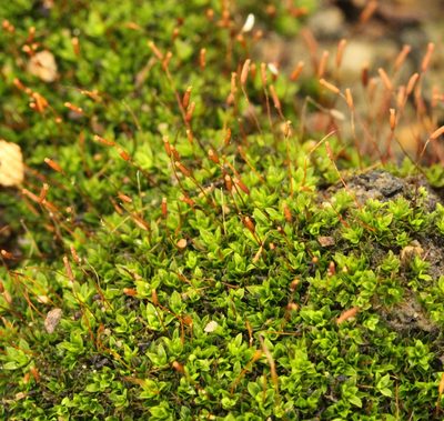 Tortula atrovirens, photographed by Cecile Roux