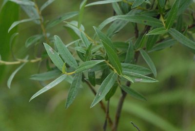 Salix rosmarinifolia, photographed by Марина Садыкова