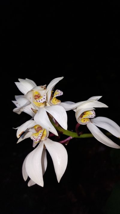 Govenia capitata, photographed by Eugenio Padilla