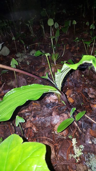 Govenia capitata, photographed by Eugenio Padilla