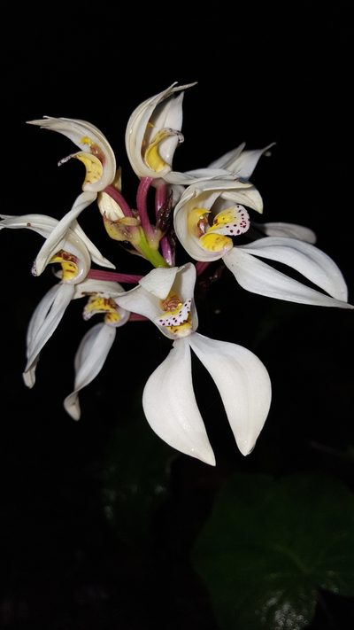 Govenia capitata, photographed by Eugenio Padilla