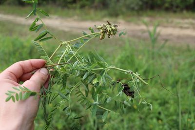 Astragalus uliginosus, photographed by Nina Filippova