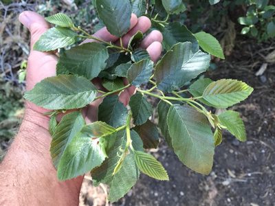 Alnus oblongifolia, photographed by CK2AZ