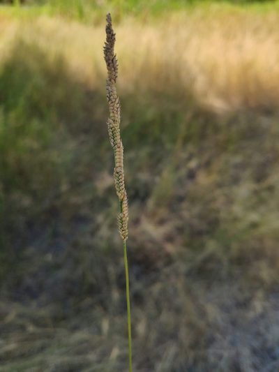 Beckmannia eruciformis, photographed by Denys Vynokurov
