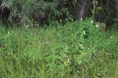 Astragalus uliginosus, photographed by Nina Filippova