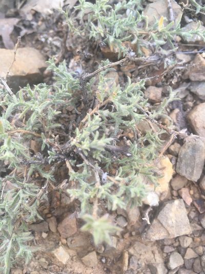 Genista albida, photographed by Максим Шумских