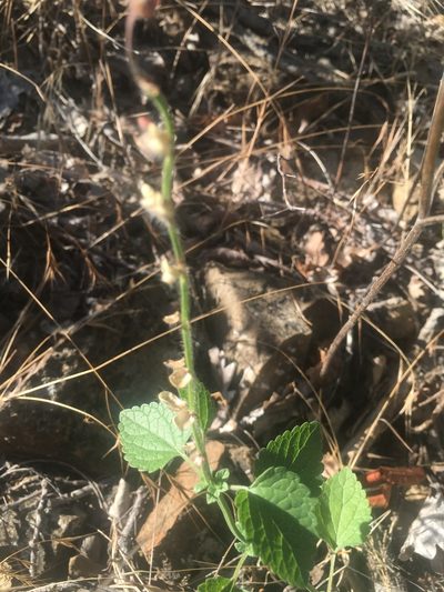 Scutellaria albida, photographed by Максим Шумских