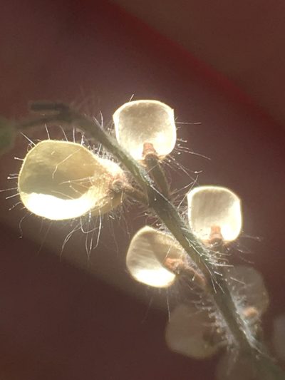 Scutellaria albida, photographed by Максим Шумских