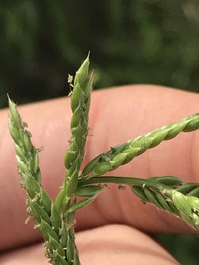 Eriochloa contracta, photographed by Ryan Donnelly