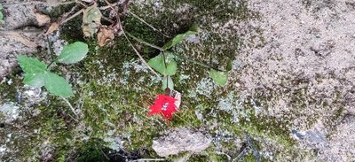 Silene rotundifolia, photographed by Rusty