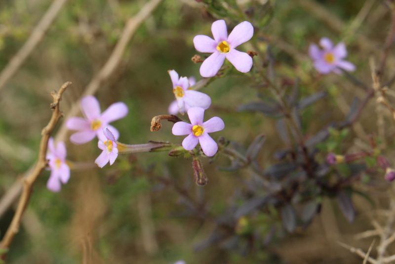 Chaenostoma uncinatum, photographed by Cecile Roux