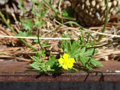 Potentilla neglecta, photographed by Thomas Koffel