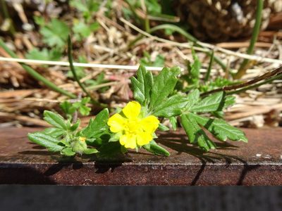 Potentilla neglecta, photographed by Thomas Koffel