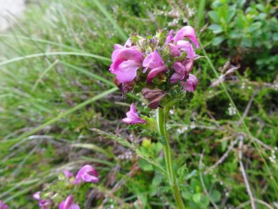 Pedicularis pyrenaica, photographed by Thomas Koffel