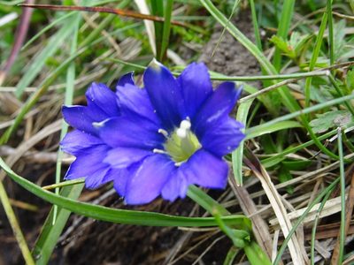 Gentiana pyrenaica, photographed by Thomas Koffel