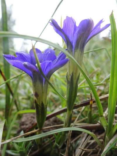 Gentiana pyrenaica, photographed by Thomas Koffel