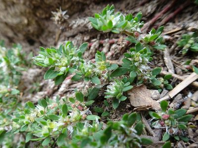 Paronychia polygonifolia, photographed by Thomas Koffel