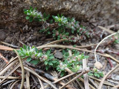 Paronychia polygonifolia, photographed by Thomas Koffel