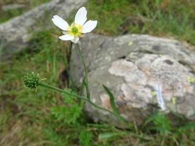 Ranunculus pyrenaeus, photographed by Thomas Koffel