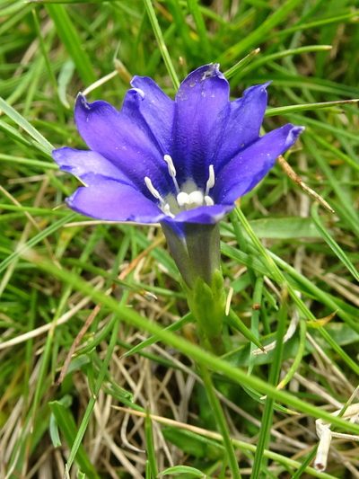 Gentiana pyrenaica, photographed by Thomas Koffel
