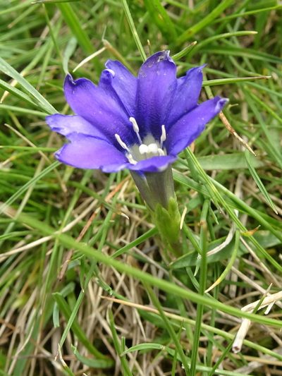 Gentiana pyrenaica, photographed by Thomas Koffel