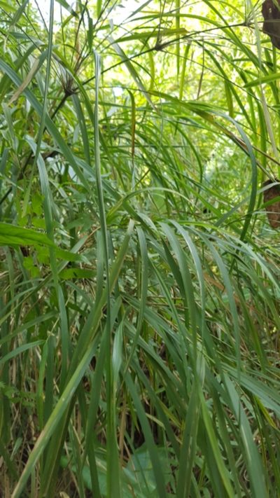 Guadua longifolia, photographed by Martín Sánchez Vilchis
