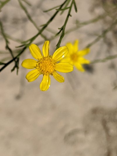 Amphiachyris amoena, photographed by Alison Northup