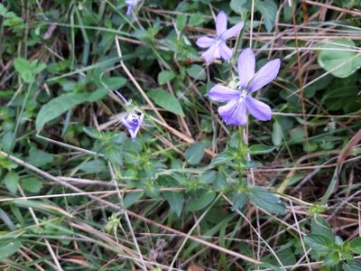 Viola cornuta, photographed by Rafael Medina