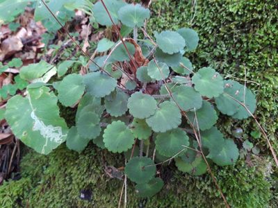 Saxifraga hirsuta, photographed by Rafael Medina