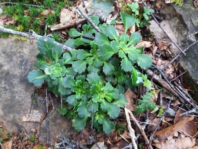 Saxifraga spathularis, photographed by Rafael Medina