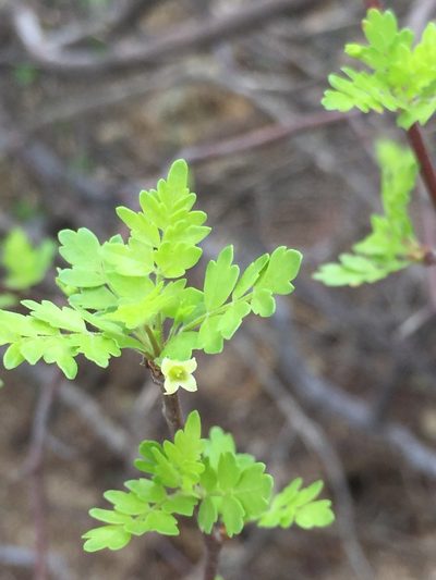 Bursera laxiflora, photographed by Enrique Martínez Núñez