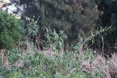Buddleja madagascariensis, photographed by Tony Rebelo