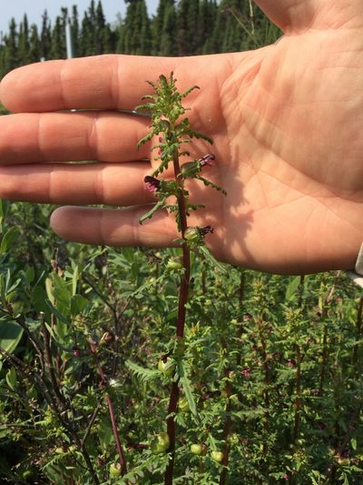 Pedicularis parviflora, photographed by Matt Bowser